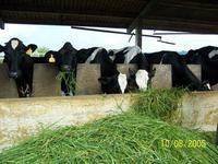 Trồng cỏ làm thức ăn cho bò sữa